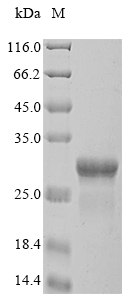 Recombinant Klebsiella pneumoniae Outer membrane protein A (ompA), partial