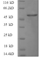 Recombinant Rat Hepatocyte growth factor (Hgf), partial