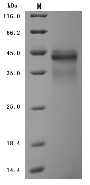 Human Active Protein