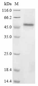 Mouse Gfap Protein