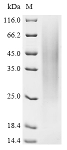 IL4 Protein