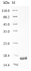 Equine ADIPOQ Protein