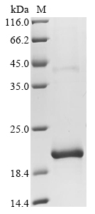 narG Protein