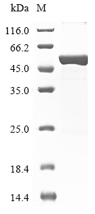 Human GFAP Protein