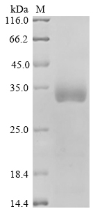 Human MAP2K4 Protein