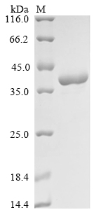 nanA Protein