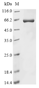 Rabbit ARRB1 Protein