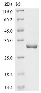 bp26 Protein