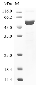 Human MAP2K4 Protein
