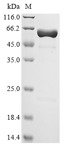 Haemophilus influenzae Peptidoglycan-associated lipoprotein Protein (Biotin)