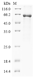 Rat Scp2 Protein