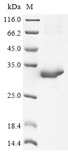 Mouse Fam3b Protein