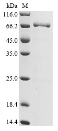 DT3C Protein
