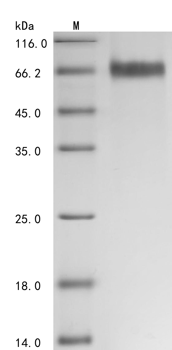 Human AXL Protein