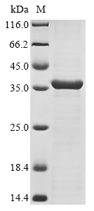 OmpK36 Protein