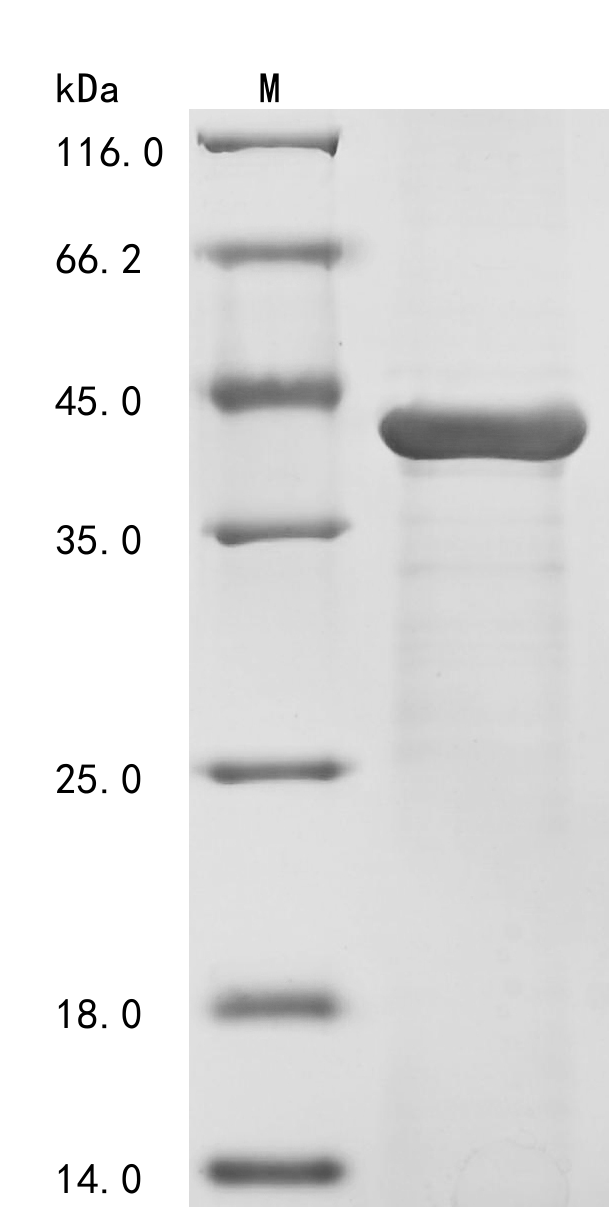 OmpK36 Protein