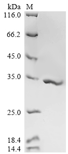 Recombinant Human cytomegalovirus Enhanced green fluorescent protein (egfp) (V164A,S176G)