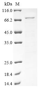 Recombinant Mouse Heat shock protein 75 kDa, mitochondrial (Trap1)