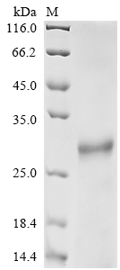 Recombinant Mouse Protein FAM3B (Fam3b)