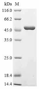 Recombinant Mouse Mitogen-activated protein kinase 14 (Mapk14)
