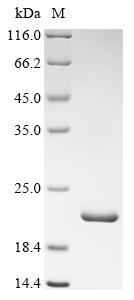 Recombinant Human Fatty acid-binding protein, adipocyte (FABP4)