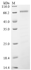 Recombinant Corynephage beta DT3C protein, partial