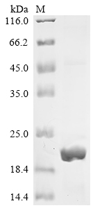 Recombinant Human C-Jun-amino-terminal kinase-interacting protein 4 (SPAG9), partial