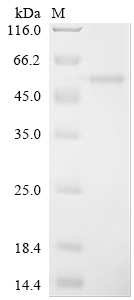 Recombinant Mouse Phospholipid transfer protein (Pltp)