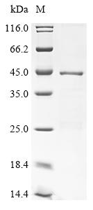 Recombinant Hepatitis B virus genotype D subtype ayw Protein P (P), partial