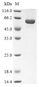 Recombinant Bovine Retinal dehydrogenase 1 (ALDH1A1)
