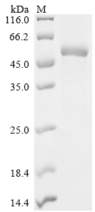 Recombinant Chicken Albumin (ALB), partial