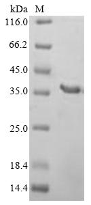Recombinant Human Protein C1orf43 (C1orf43), partial