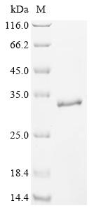 Recombinant Human Lymphocyte antigen 86 (LY86)
