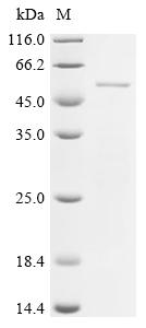 Recombinant Escherichia coli Outer membrane protein tolC (tolC)