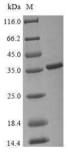 Recombinant Dengue virus type 2 Genome polyprotein (T2493G,G2494S,I2762T), partial