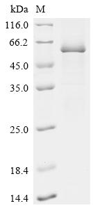 Recombinant Human Bactericidal permeability-increasing protein (BPI)