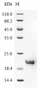 Recombinant Artemisia vulgaris Non-specific lipid-transfer protein