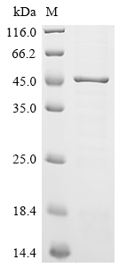 Recombinant Rickettsia conorii Outer membrane protein B (ompB), partial
