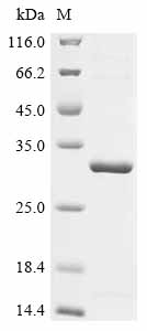 Recombinant Coxiella burnetii Outer membrane protein P1 (ompP1)