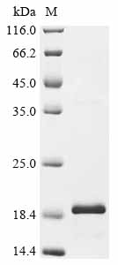 Recombinant Chicken Gallinacin-11 (GAL11)