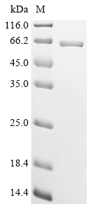 Recombinant Bovine Perilipin-5 (PLIN5)
