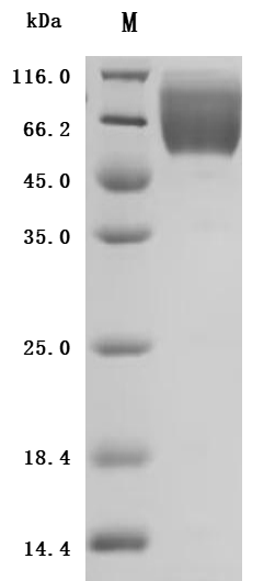 Recombinant Human Carcinoembryonic antigen-related cell adhesion molecule 1 (CEACAM1), partial, Biotinylated (Active)