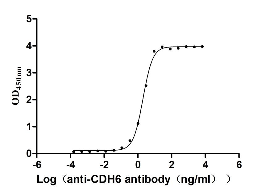 Recombinant Mouse Cadherin-6 (Cdh6), partial (Active)