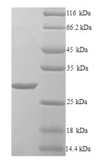 Yeast bla protein