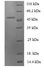 Sheep IL6 protein