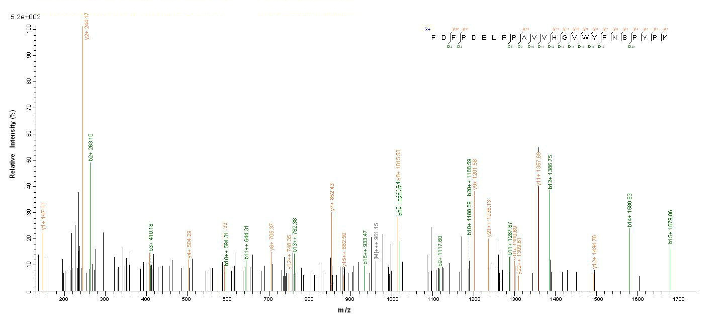 Human MAG protein