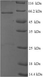 Mouse p53 protein