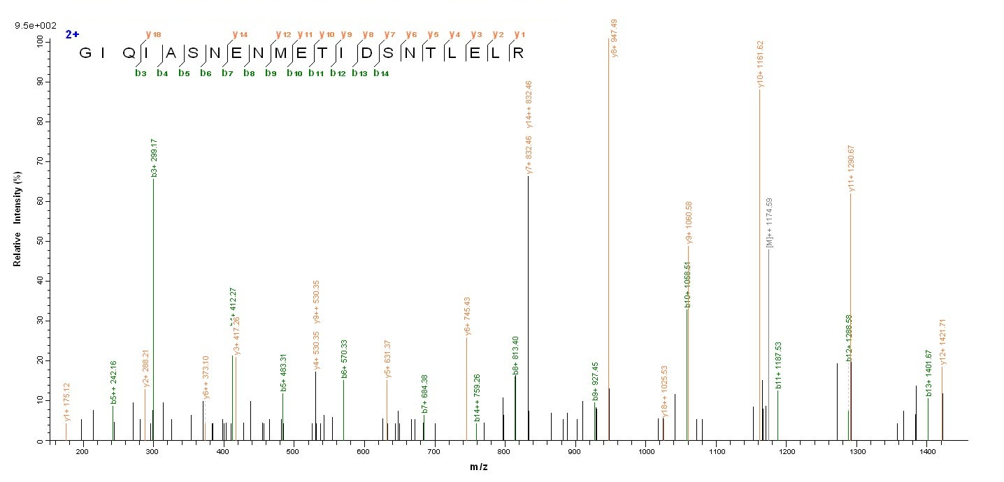 Viral NP protein
