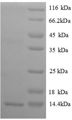 Mouse CXCL14 protein