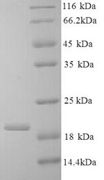 Bovine IL10 protein